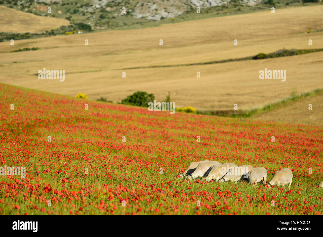 Flower fields and sheeps of rural Andalucia, Spain Stock Photo