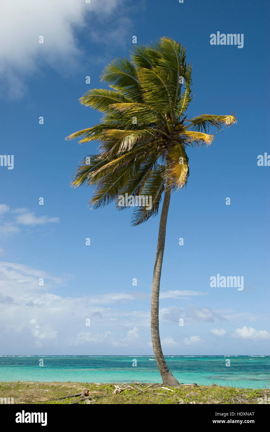 Coconut Palm (Cocos nucifera), Punta Cana, Dominican Republic, Central America Stock Photo Alamy
