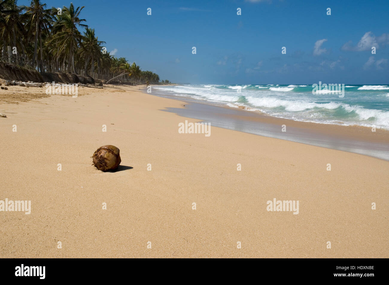 Coconut on a beach lined with Coconut Palms (Cocos nucifera), Punta Cana, Dominican Republic