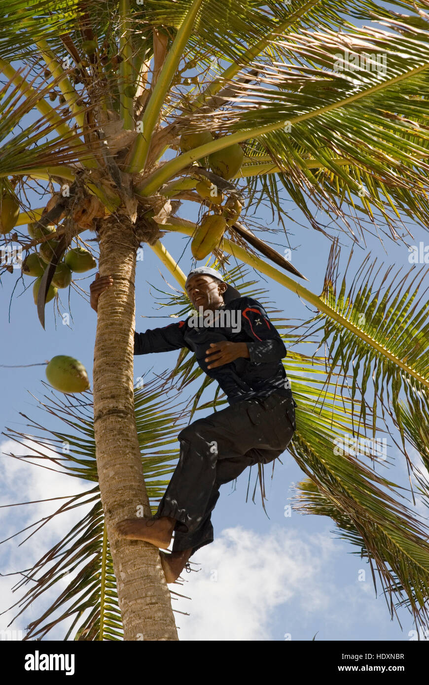 Native climbing a Coconut Palm (Cocos nucifera) and harvesting a coconut, Punta Cana, Dominican Republic, Central America Stock Photo