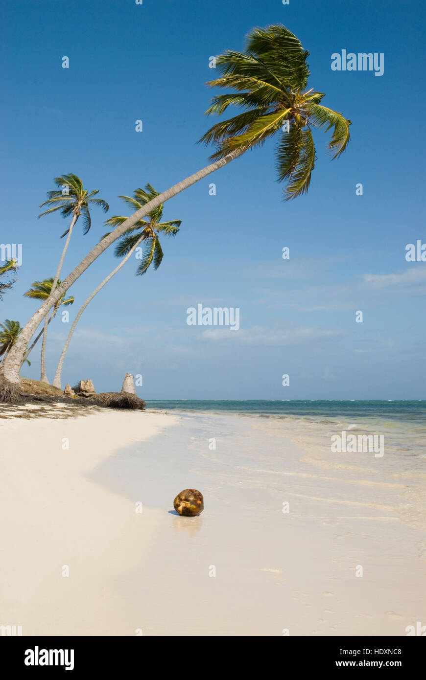 Beach with white sand and Coconut Palms (Cocos nucifera), Punta Cana