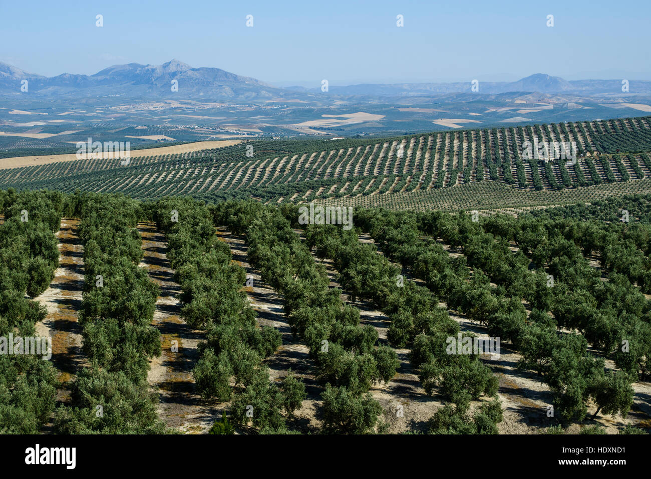 Olive tree fields, Andalucia, Spain Stock Photo - Alamy