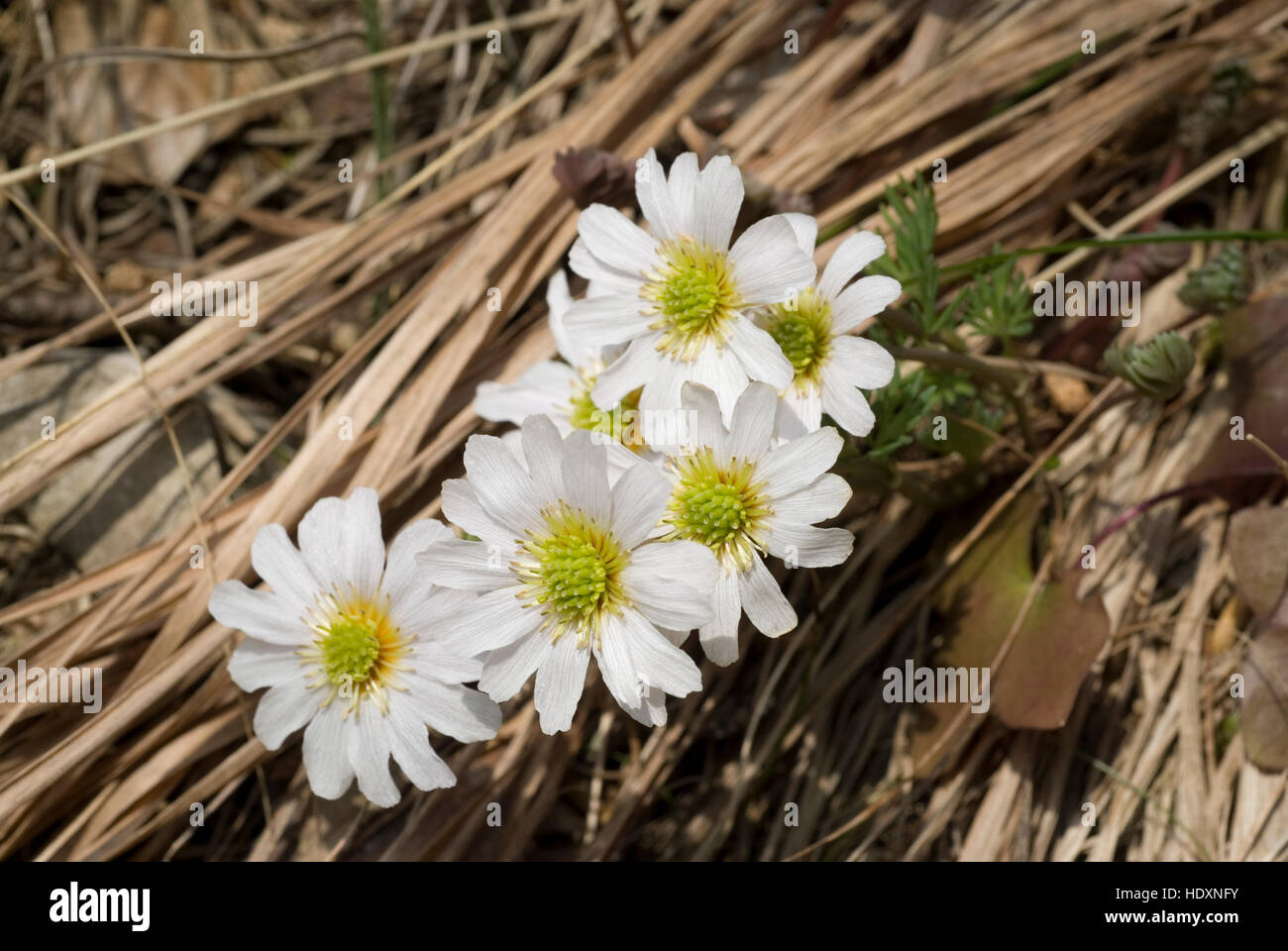 Buttercup (Ranunculus alpestris) Stock Photo