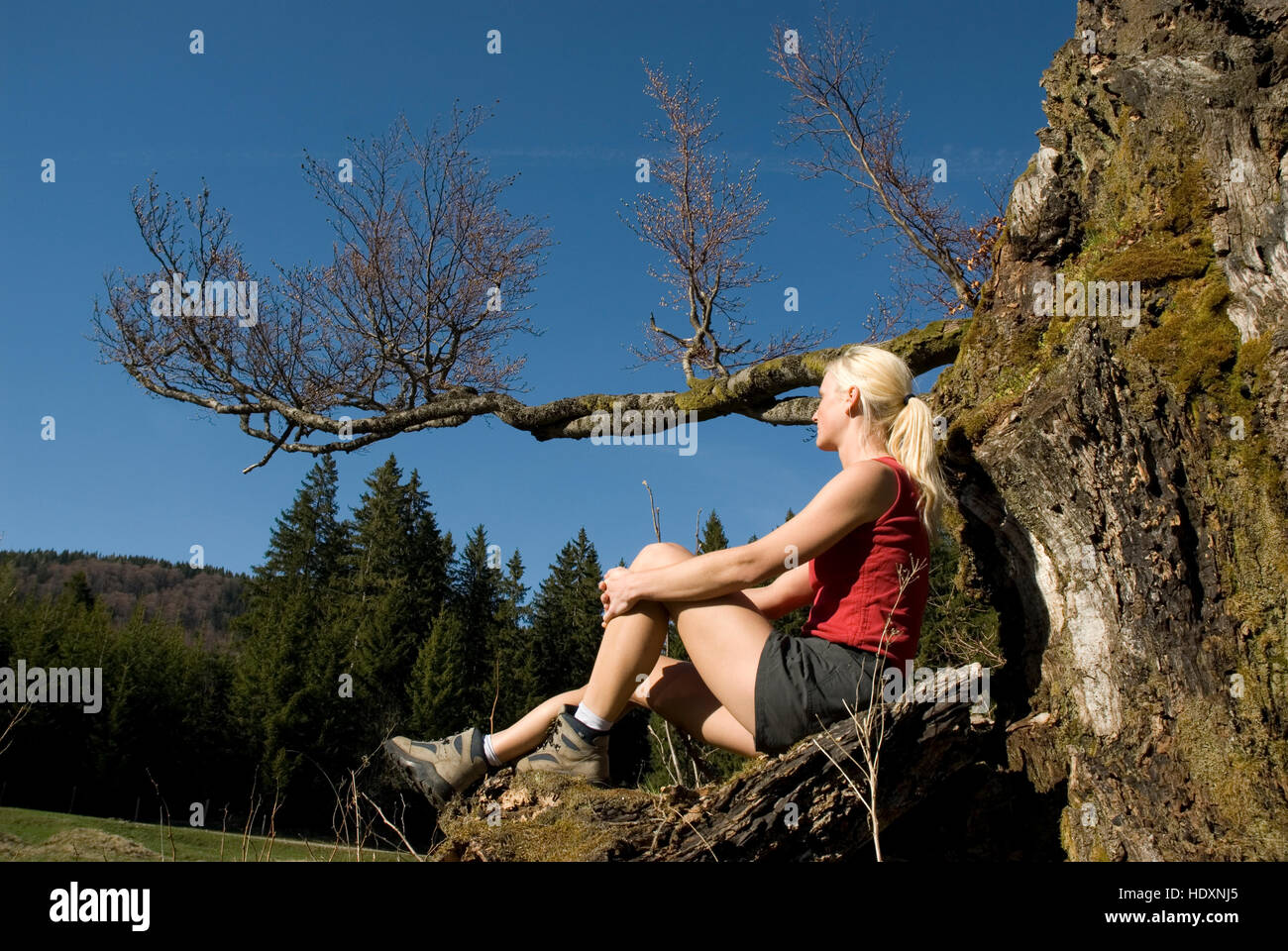 Woman resting on a tree stump, Kalkalpen National Park, Upper Austria, Austria, Europe Stock Photo