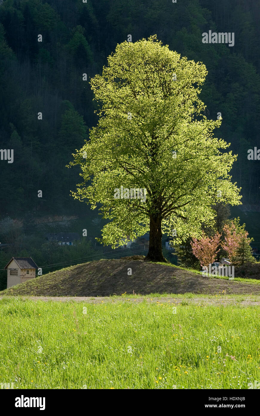Lime or Linden Tree (Tilia), Reichraming, Upper Austria, Austria, Europe Stock Photo