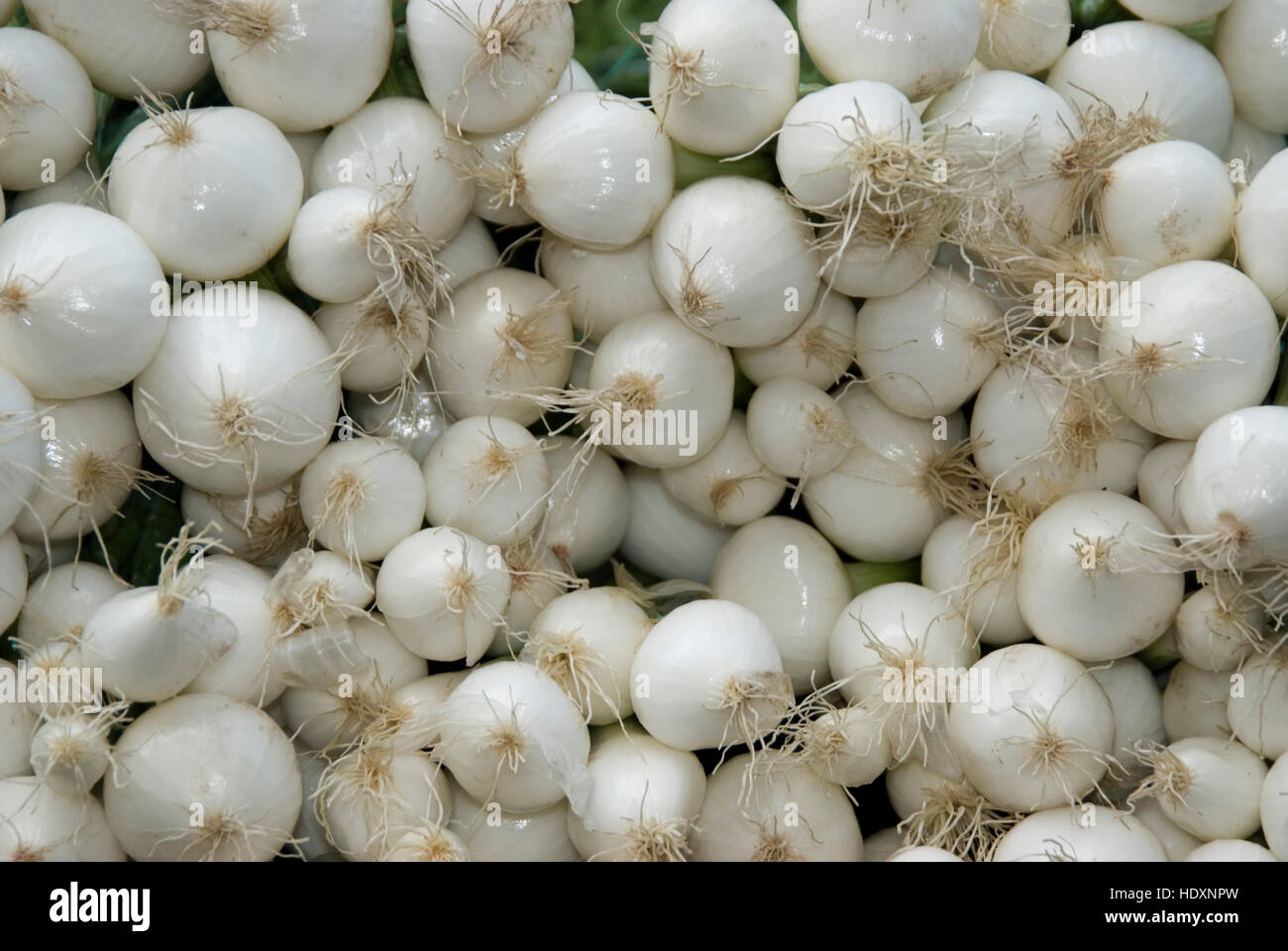 Young onions Stock Photo