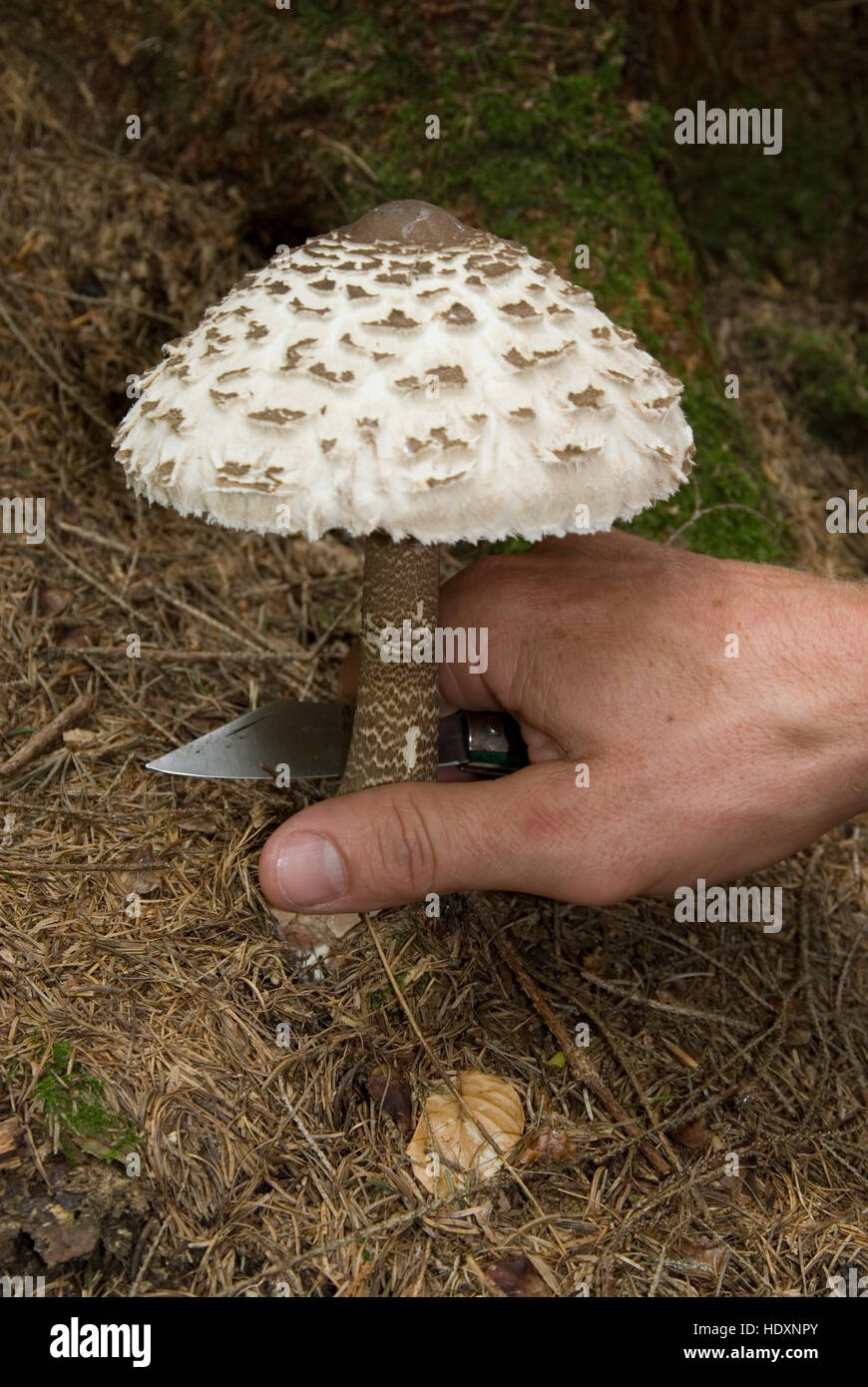 Cutting a Parasol Mushroom (Macrolepiota procera), Kalkalpen National Park, Upper Austria, Austria, Europe Stock Photo