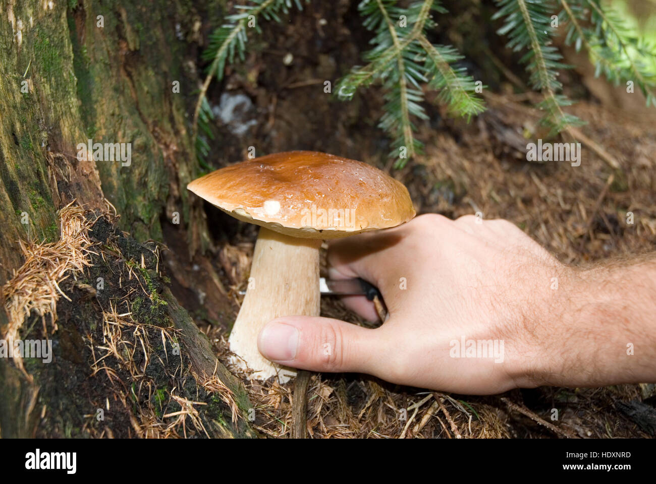 Cep, King Bolete or Penny Bun Mushroom (Boletus edulis), Kalkalpen National Park, Upper Austria, Austria, Europe Stock Photo