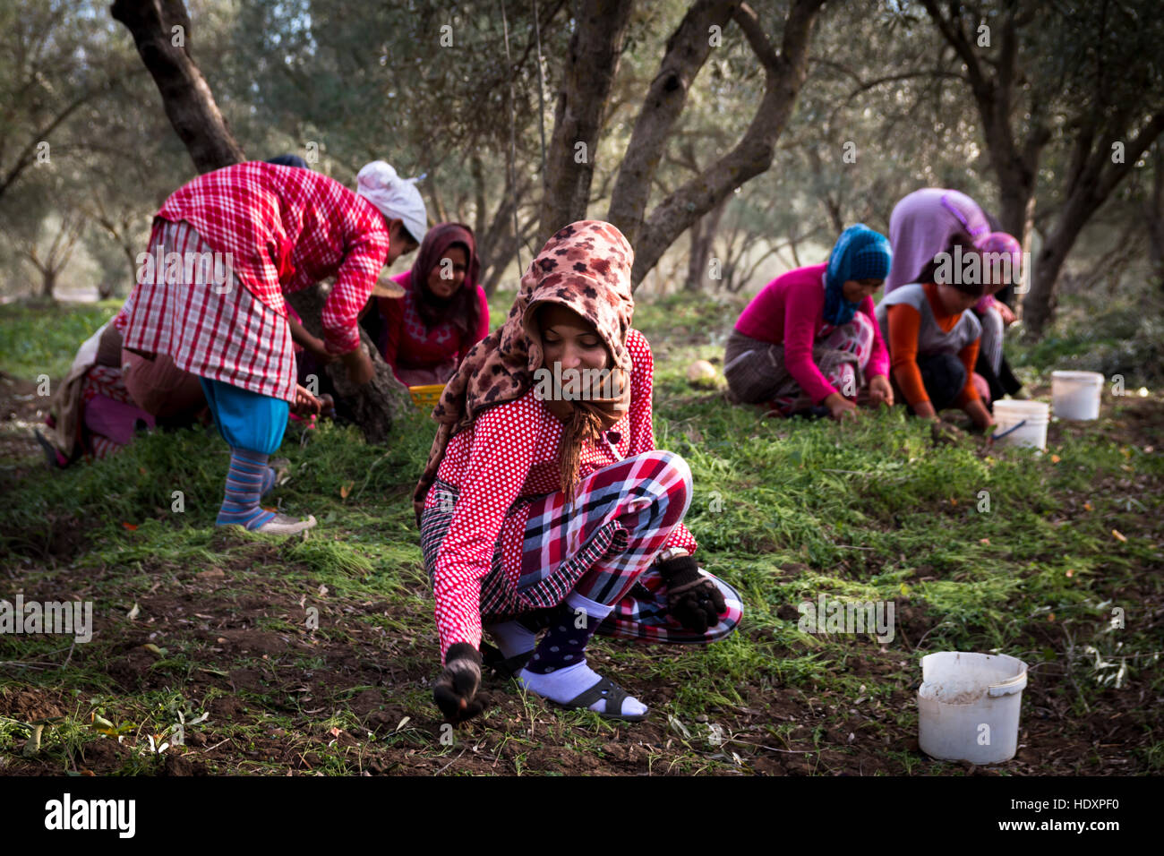 Women at olive harvest, Morocco Stock Photo