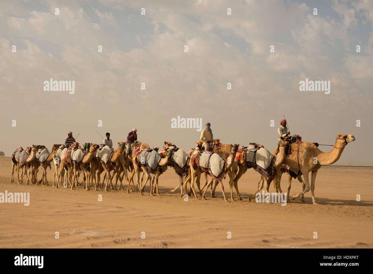 Modern-day camel train, Dubai Stock Photo