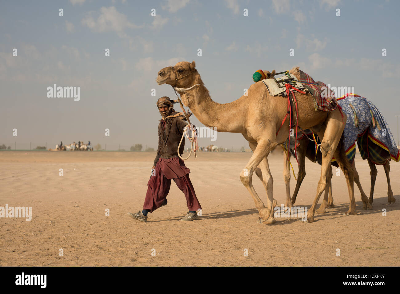 Camel herder walking with camels, Dubai Stock Photo