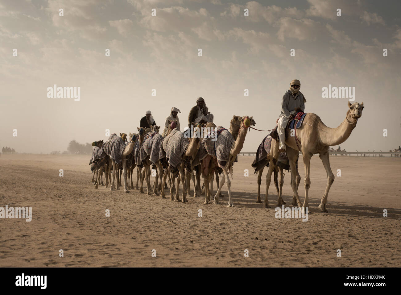 Modern-day camel-train, Dubai Stock Photo