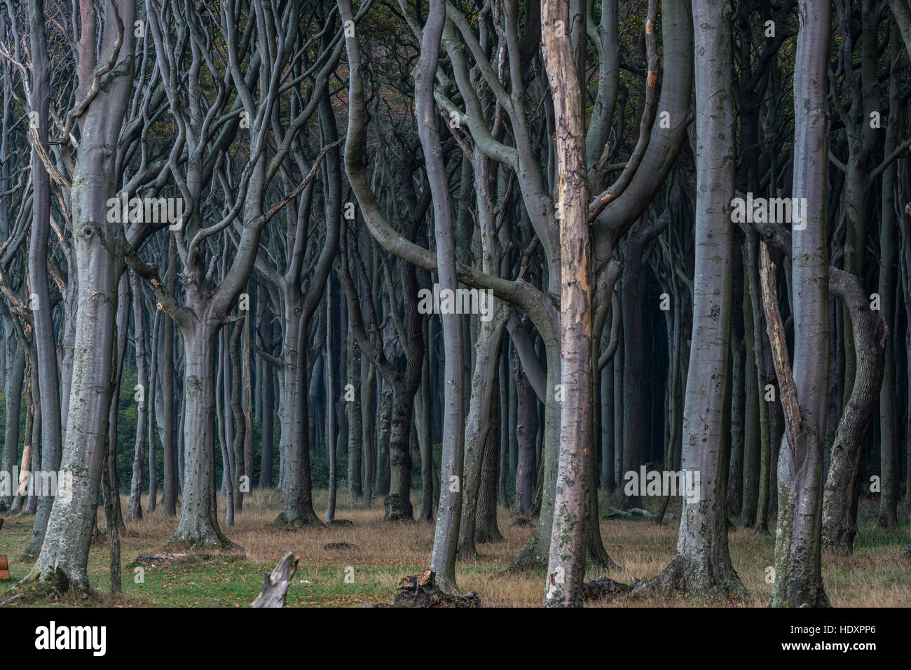 Ghost Forest, Nienhagen, Mecklenburg-Western Pomerania, Germany Stock Photo