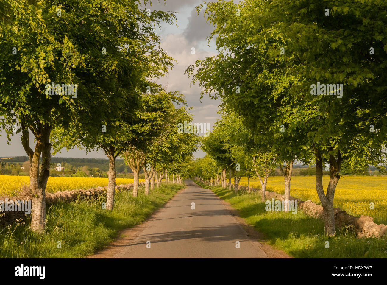 Avenue of trees, Gloucestershire Stock Photo