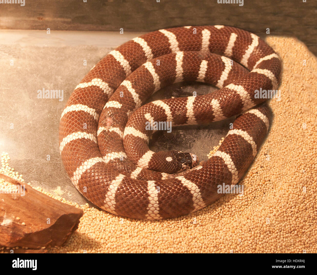 Coiled California King Snake Stock Photo