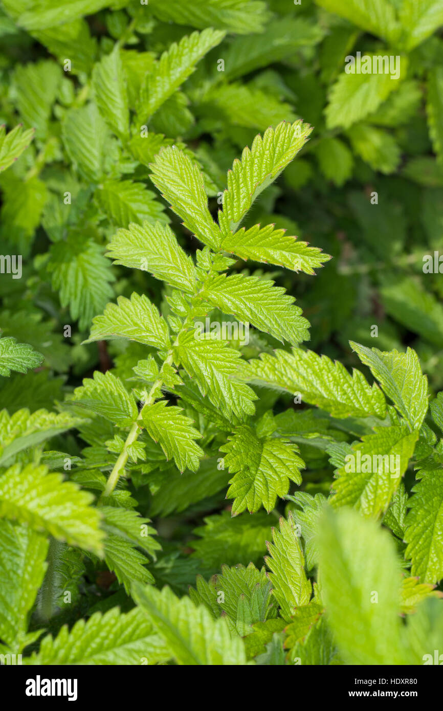 Kleiner Odermennig, Blatt, Blätter vor der Blüte, Agrimonia eupatoria, Agrimony, Cocklebur Stock Photo