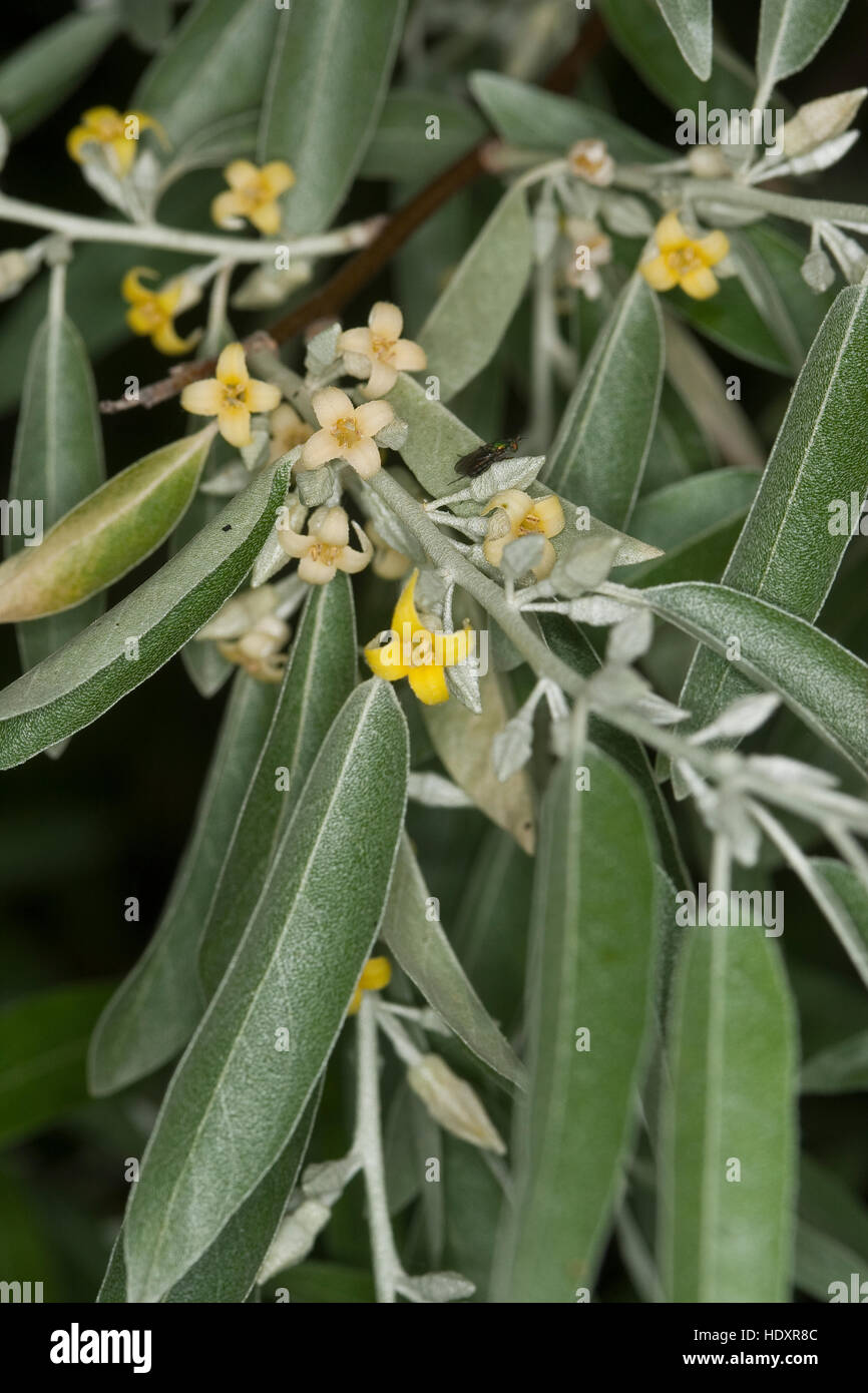 Schmalblättrige Ölweide, Öl-Weide, Elaeagnus angustifolia, Elaeagnus angustifolius, Oleaster, Russian Olive Stock Photo