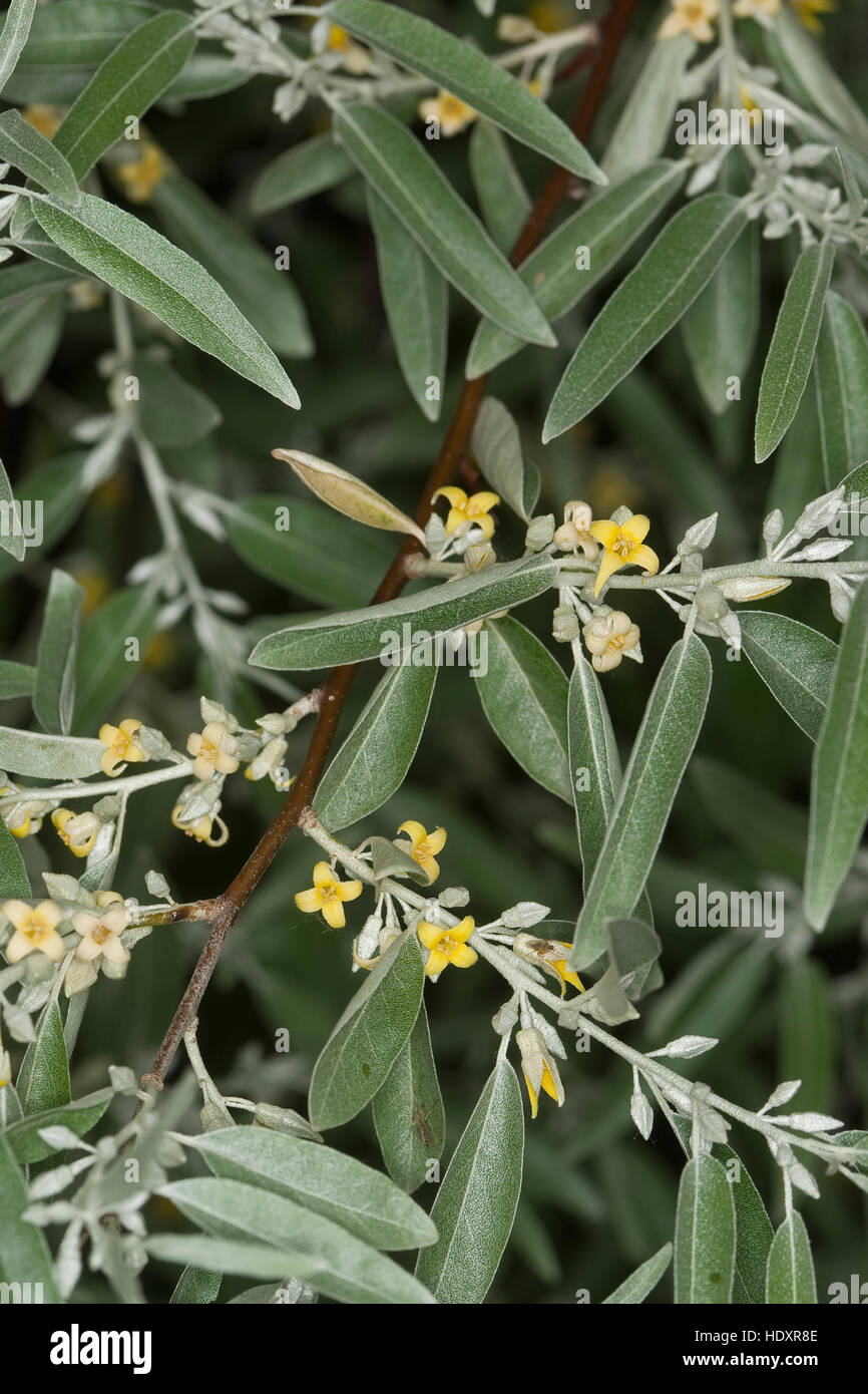 Schmalblättrige Ölweide, Öl-Weide, Elaeagnus angustifolia, Elaeagnus angustifolius, Oleaster, Russian Olive Stock Photo