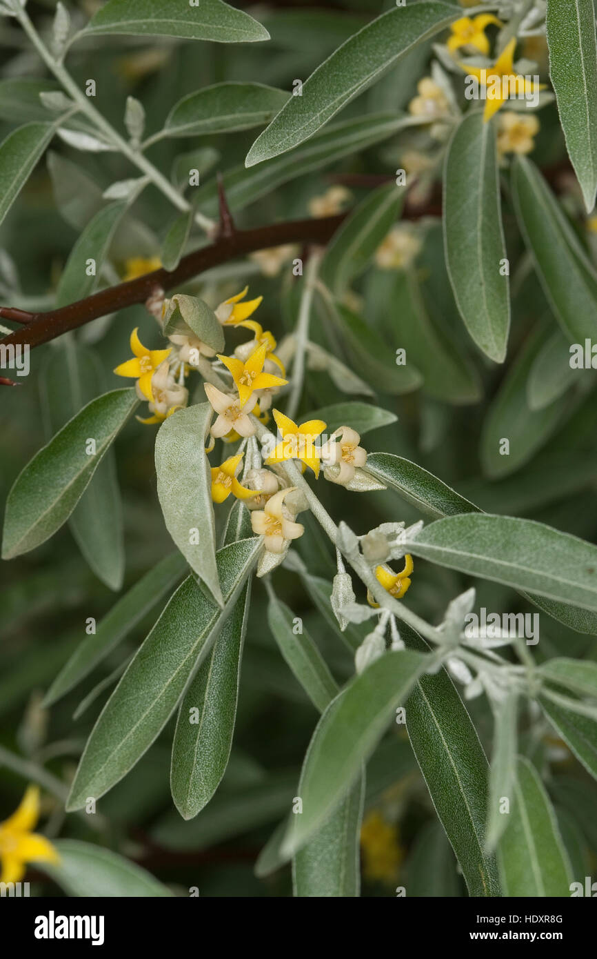 Schmalblättrige Ölweide, Öl-Weide, Elaeagnus angustifolia, Elaeagnus angustifolius, Oleaster, Russian Olive Stock Photo