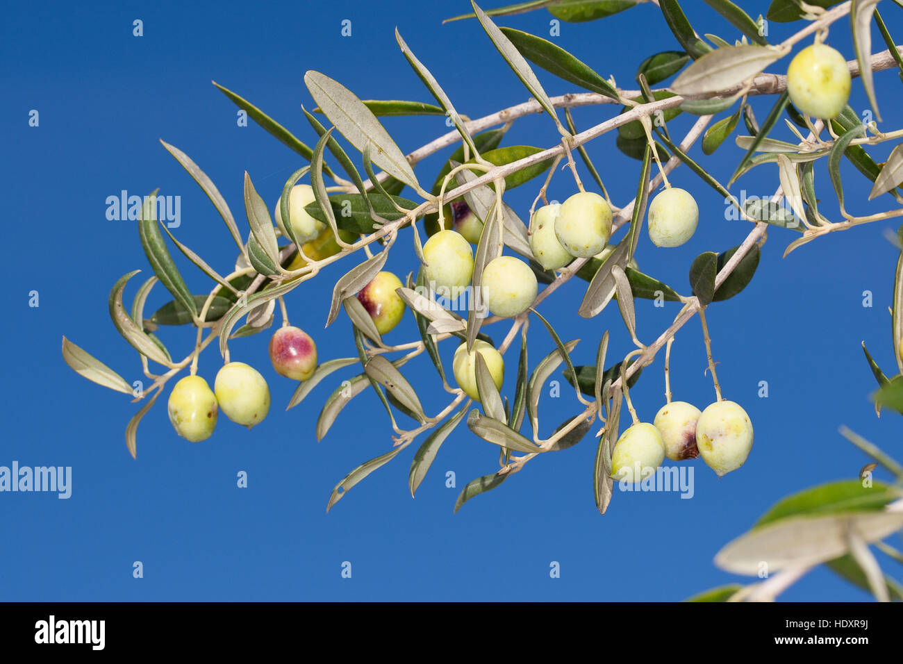 Olive, Oliven, Früchte am Baum, Olivenbaum, Oliven-Baum, Ölbaum, Olea europaea, Olive Stock Photo