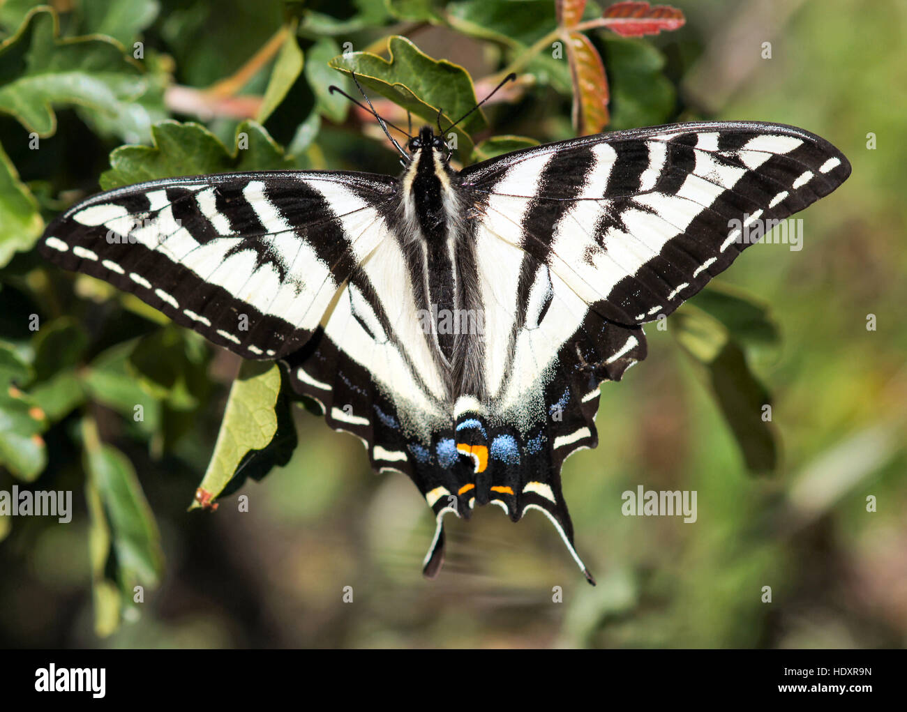 Pale Swallowtail (Papilio eurymedon) butterfly perched on tree Stock Photo