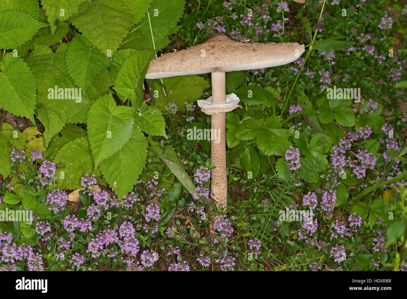 Parasol, Parasolpilz, Riesenschirmling, Riesen-Schirmling, Macrolepiota procera, Lepiota procera, parasol mushroom Stock Photo