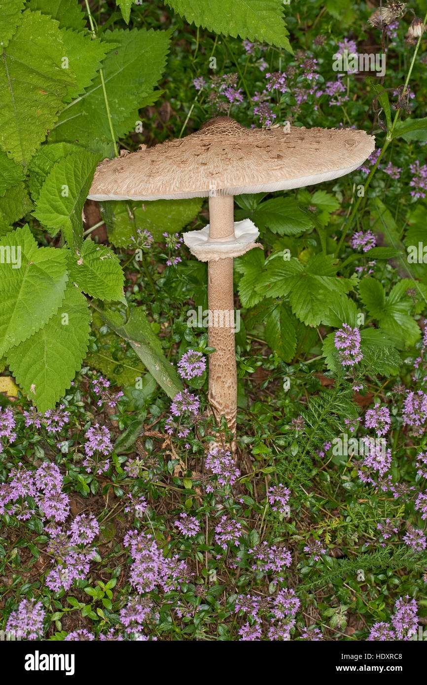 Parasol, Parasolpilz, Riesenschirmling, Riesen-Schirmling, Macrolepiota procera, Lepiota procera, parasol mushroom Stock Photo