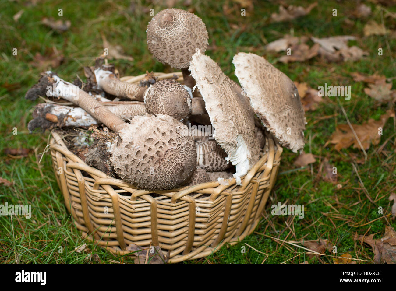 Korb mushrooms hi-res stock photography and images - Alamy