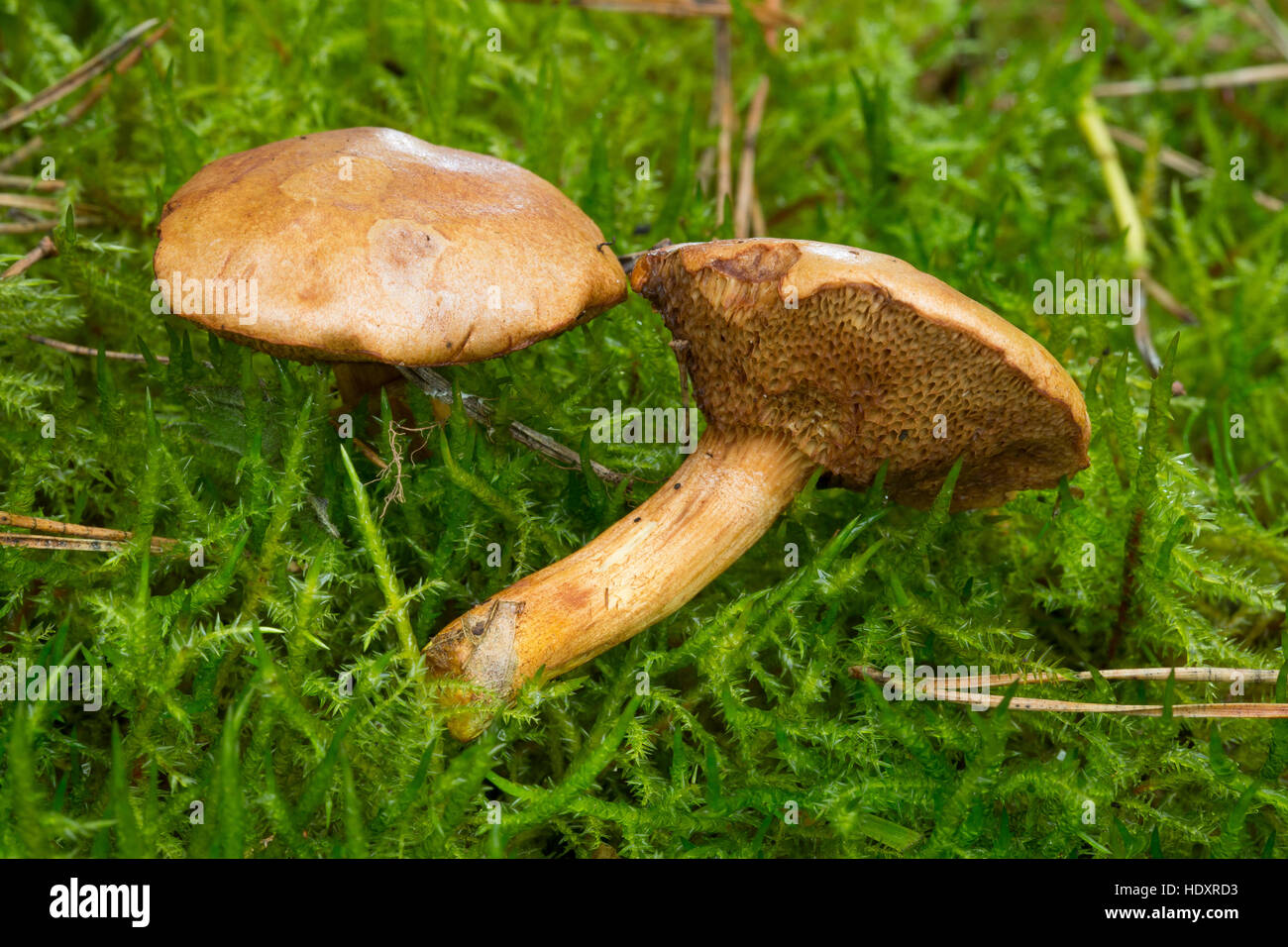 Pfefferröhrling, Pfeffer-Röhrling, Pfeffriger Zwergröhrling, Pfefferpilz, Würzpilz, Chalciporus piperatus, Boletus piperatus, Peppery Bolete Stock Photo
