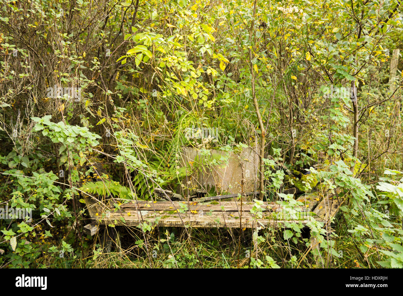 A hidden, abandoned and overgrown campfire place Stock Photo - Alamy