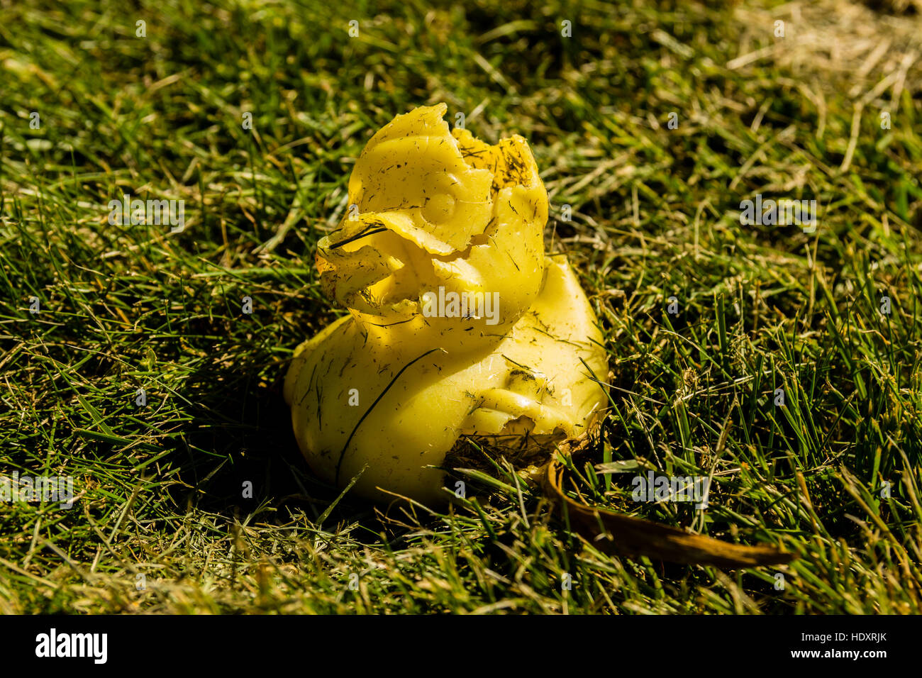 A rubber duck involved in a lawn mower traffic accident Stock Photo
