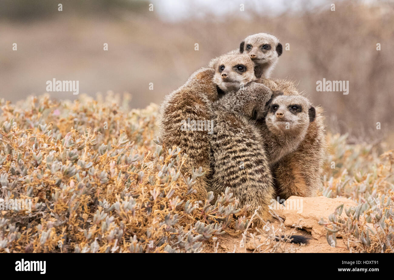 family-meerkat-hi-res-stock-photography-and-images-alamy