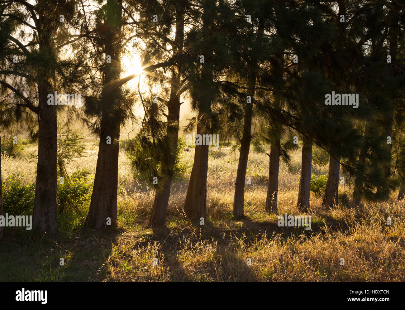 Sunlight through pine forest hires stock photography and images Alamy