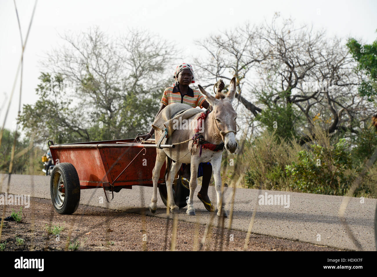 BURKINA FASO , Fada N´Gourma, rural transport with donkey wagon, donkeys are a target by Chinese buyers for export to produce gelantin from donkey skin to extract Ejiao for Traditional Chinese Medicine TCM Stock Photo