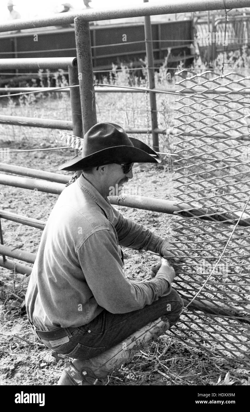 Cowboy Nick Auker performs a temporary fix on a pen at the Campbell Ranch near Clarendon, TX (scan from b&w negative) Circa 1998 Stock Photo