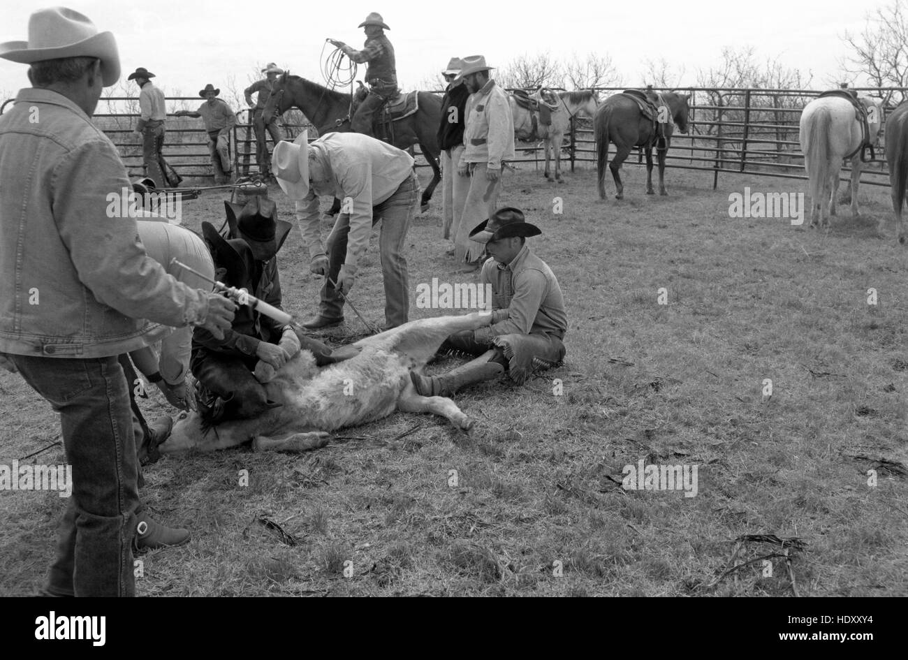 A cowboy named Snooks prepares to vaccinate a calf at a spring branding at Sandy Camp, Clarendon, TX (scan from b&w negative) Circa 1998 Stock Photo