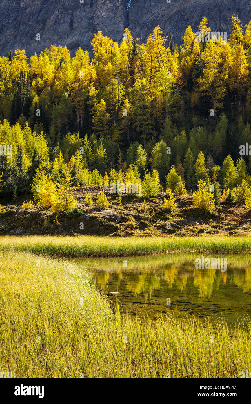 Larix Fall Alpine Larch Larix lyallii in fall color above a mountain tarn Skoki ...