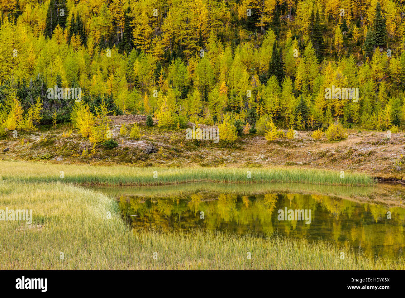 Alpine Larch Larix lyallii in fall color above a mountain tarn Skoki ...