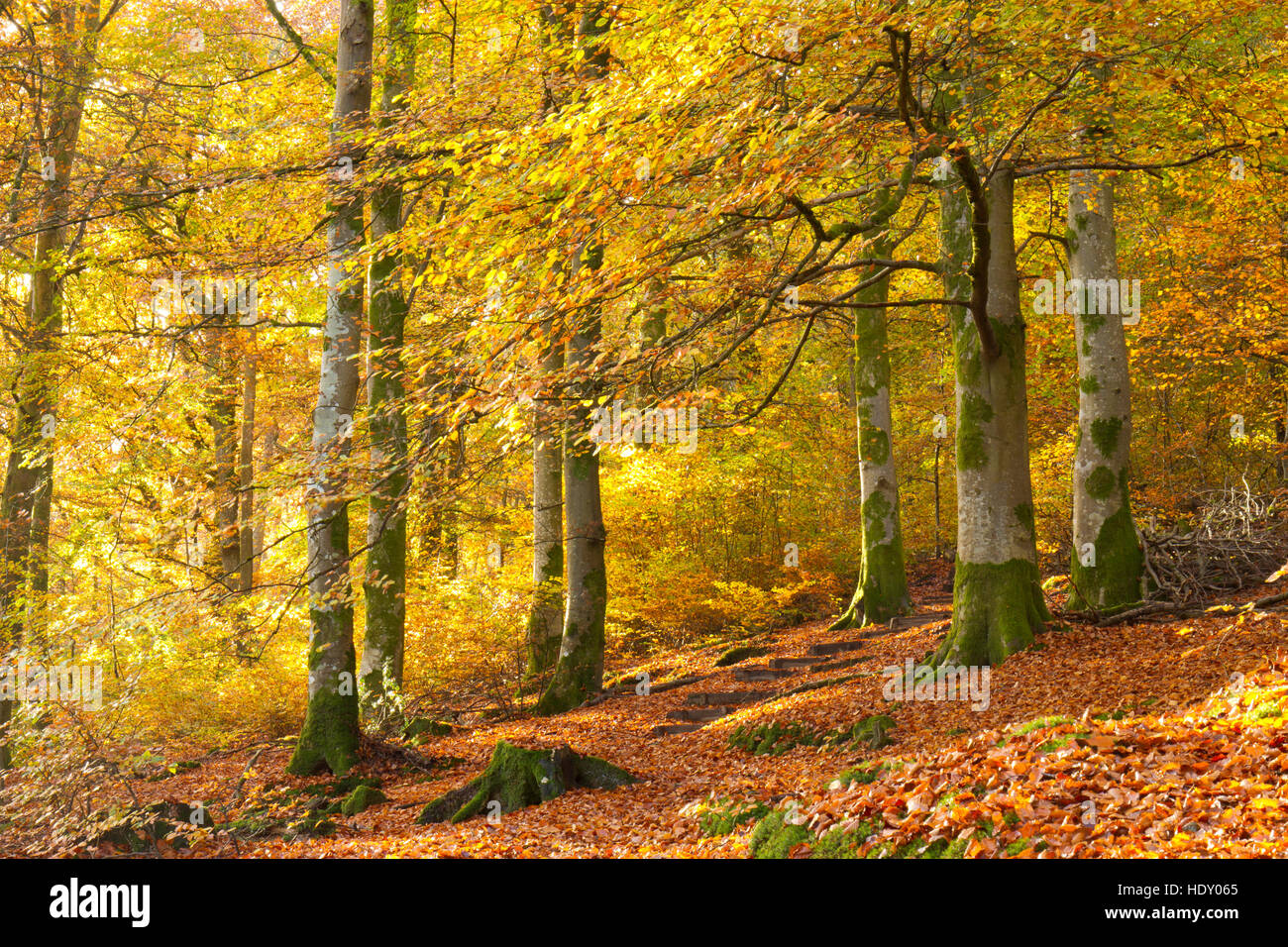 Beech (Fagus sylvatica) woodland in Autumn. Powys, Wales. November. Stock Photo
