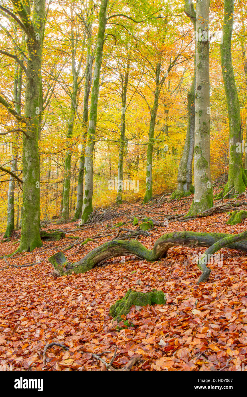 Beech (Fagus sylvatica) woodland in Autumn. Powys, Wales. November. Stock Photo