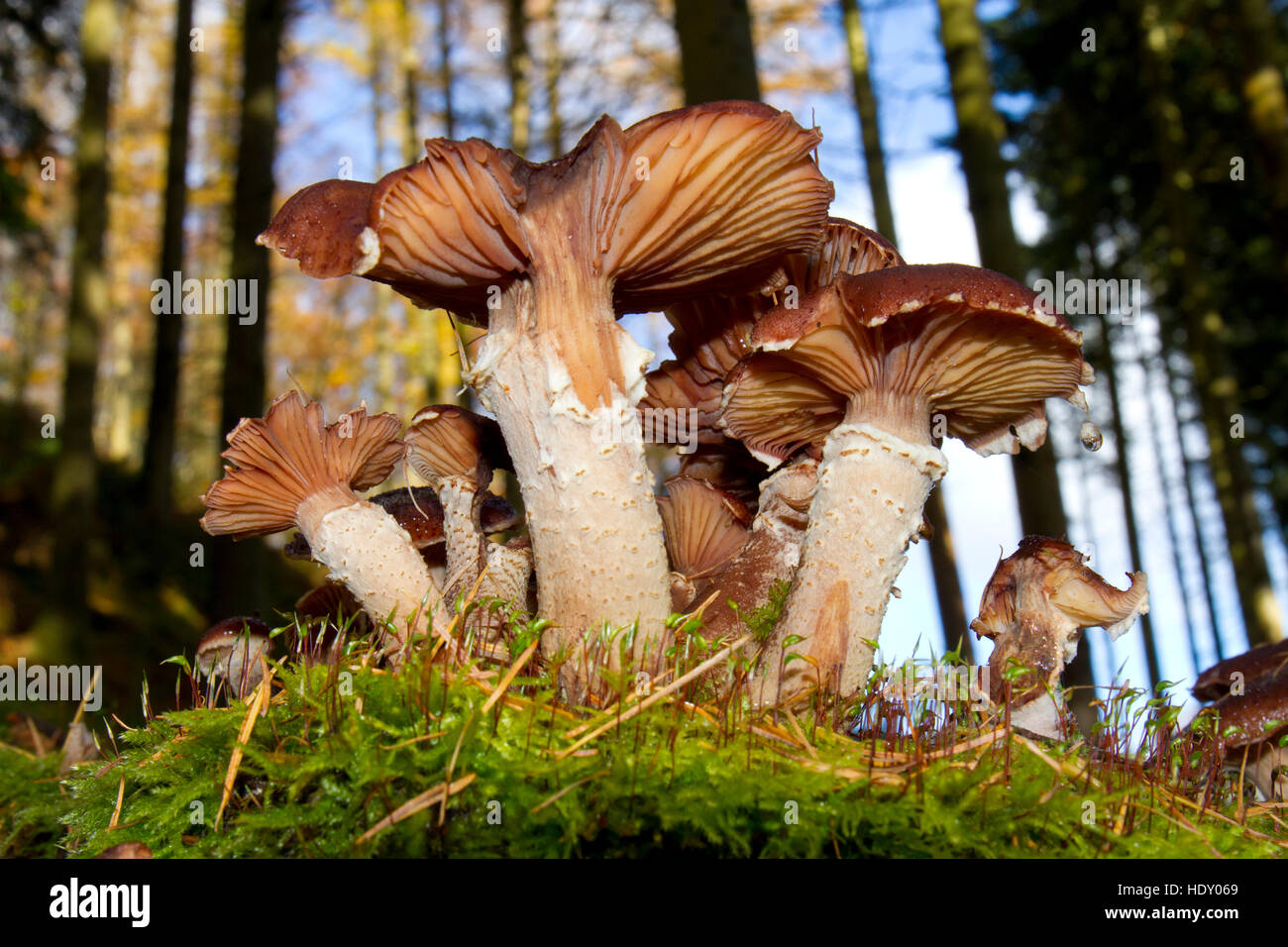 Honey Fungus (Armillaria  sp.) fruiting bodies in coniferous woodland.  Ceredigion, Wales. November. Stock Photo