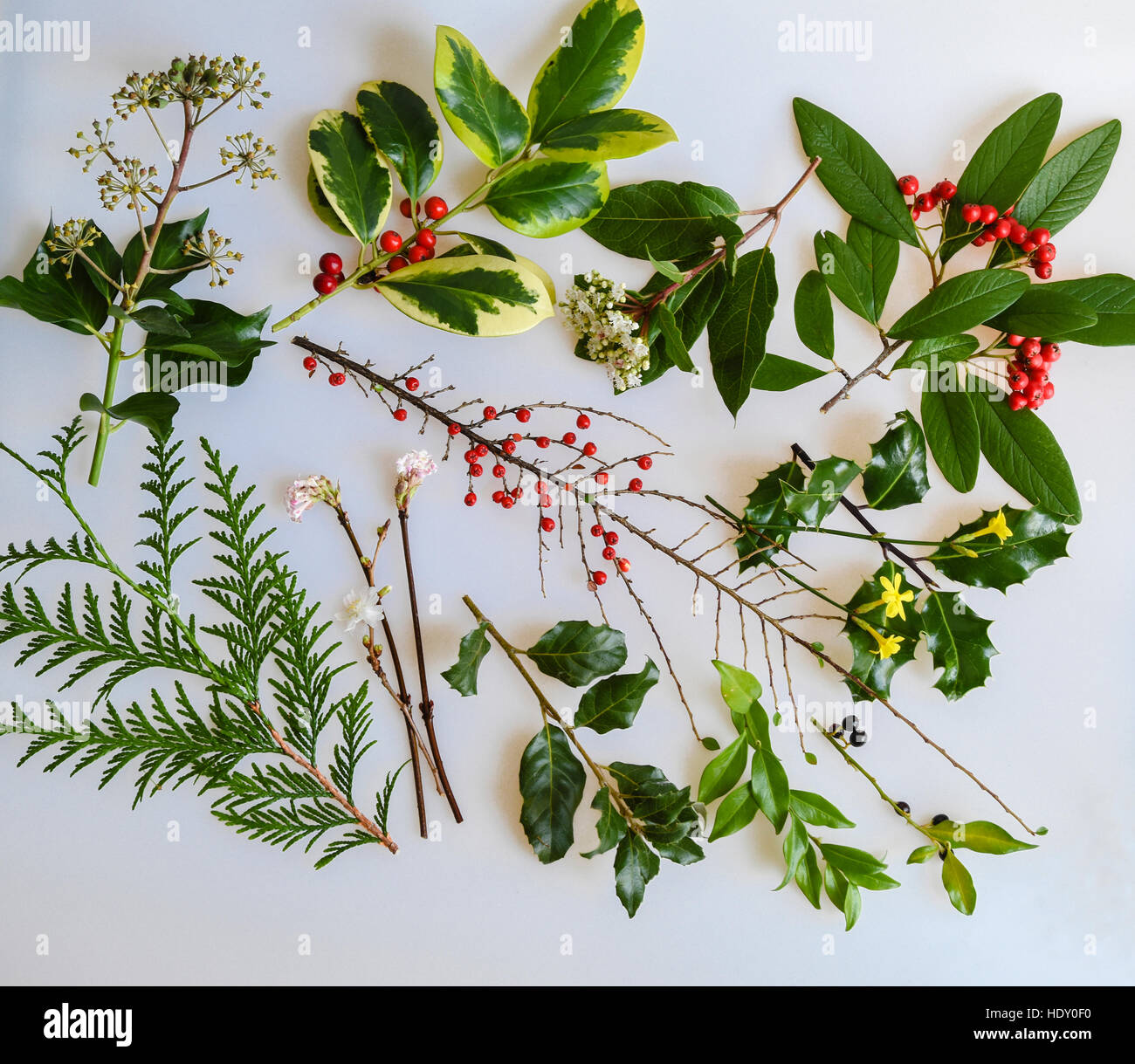 A Collection of Winter berries, foliage and flowers: Ivy, Holly, Viburnum, Cotoneaster, Jasmine, Christmas Box, Garrya and Cedar Stock Photo