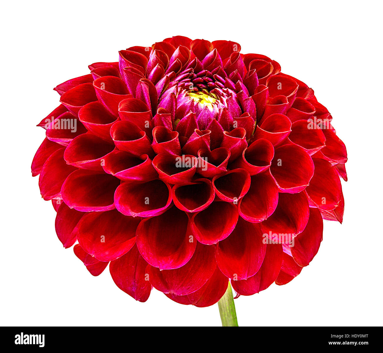 dahlia isolated on white background Stock Photo - Alamy