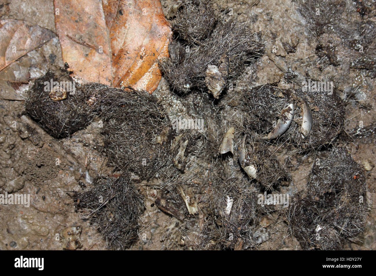 Cats poo hi-res stock photography and images - Alamy