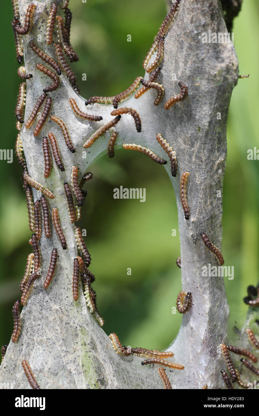 Peacock (Inachis io) Larvae on Nest - at approximately a week old Stock Photo