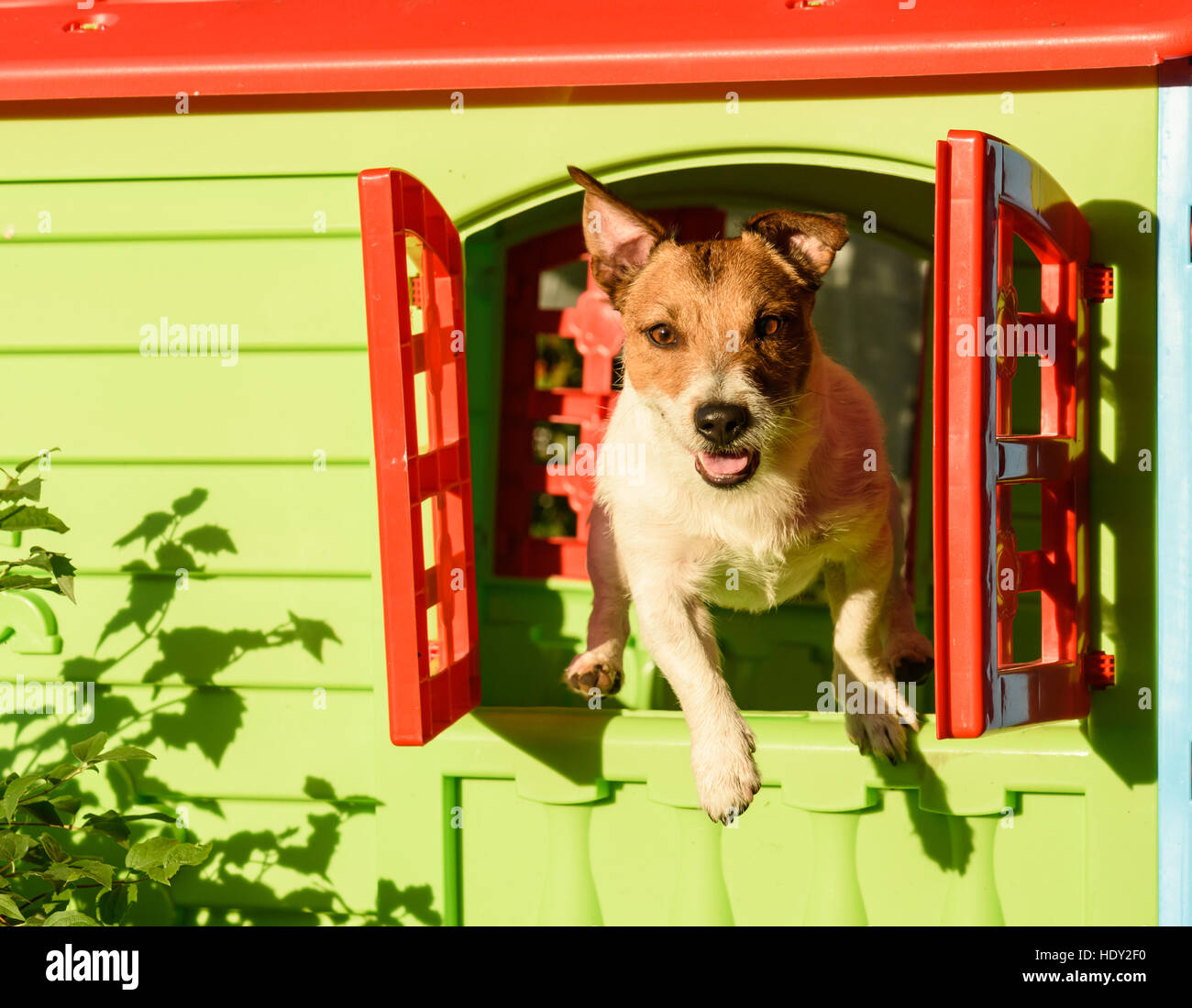 Will A Dog Jump Out The Window Of A Car