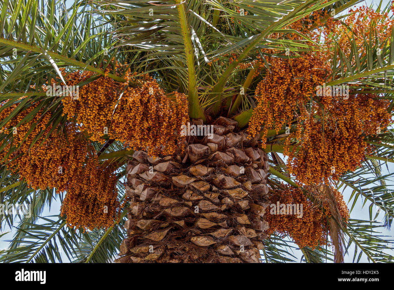Ripe Fruit Hanging From Date Palm Santa Cruz La Palma Spain Stock Photo