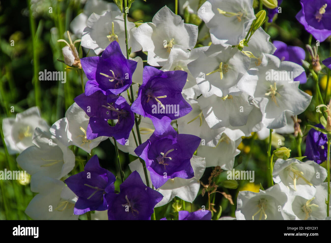 Flowers ad hi-res stock photography and images - Alamy