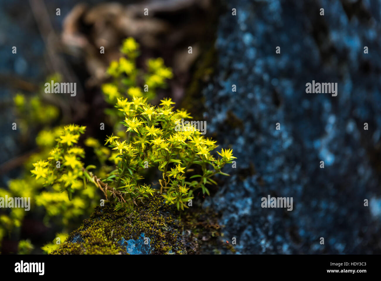 Yellow flowers growing rocks hi-res stock photography and images - Alamy