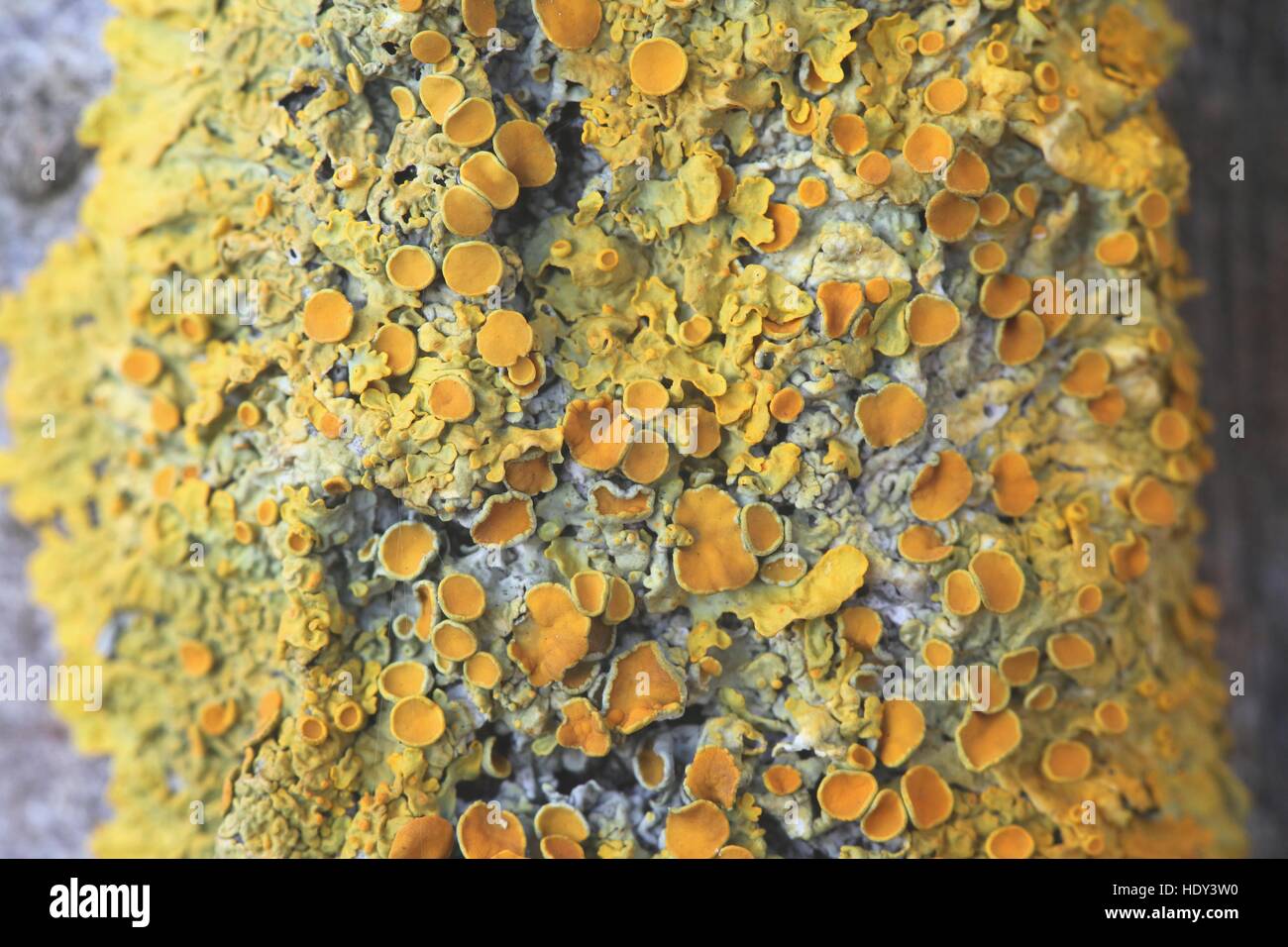 Orange lichen texture Stock Photo Alamy